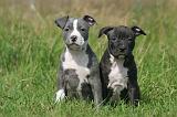 AMSTAFF  PUPPIES 241